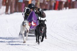 Lenk 2013